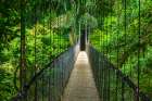 Suspension bridge at Mistico Hanging Bridges, Alajuela Province, Costa Rica. Art Print